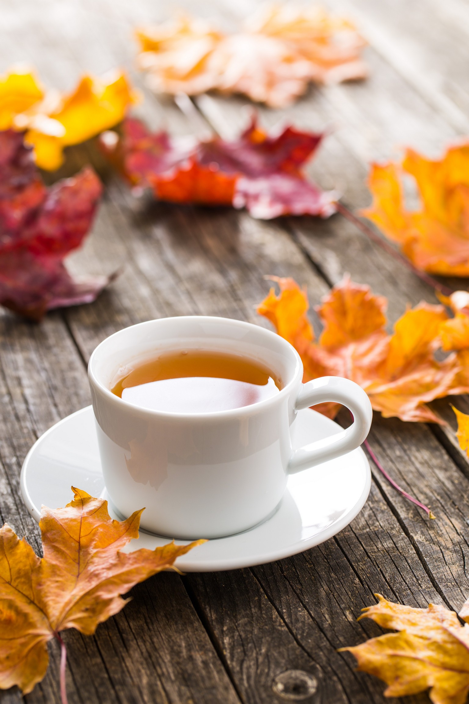 Fairfax, VA Refreshments | Fall Hot Tea | Water Filtration